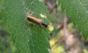 Thumbnail 349110 B