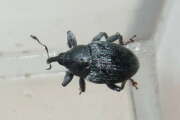 Thumbnail 349325 A