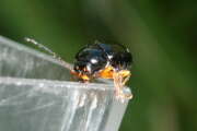 Thumbnail 349388 B