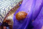 Thumbnail 349408 A
