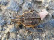 Thumbnail 349531 B