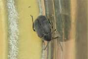 Thumbnail 349741 B
