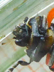 Thumbnail 349748 B