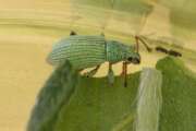 Thumbnail 350049 B