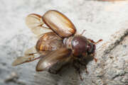 Thumbnail 350260 B