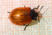 Thumbnail 350405 B