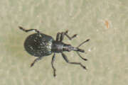 Thumbnail 350500 B