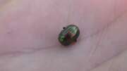 Thumbnail 350579 A