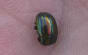 Thumbnail 350579 B