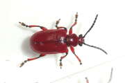 Thumbnail 350912 B