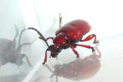 Thumbnail 350912 C