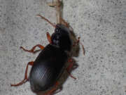 Thumbnail 351060 B