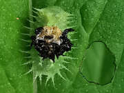 Thumbnail 351235 A