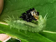 Thumbnail 351235 B