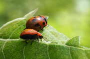Thumbnail 351242 B