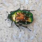 Thumbnail 351248 B