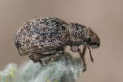Thumbnail 351261 B
