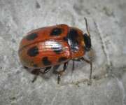 Thumbnail 351301 B