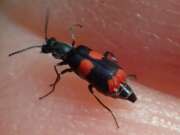 Thumbnail 351304 A