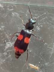 Thumbnail 351304 B