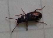 Thumbnail 351355 B