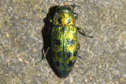 Thumbnail 351387 B