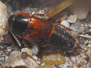 Thumbnail 351388 A