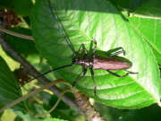 Thumbnail 351402 A