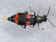 Thumbnail 351425 B