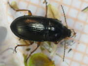 Thumbnail 351446 B