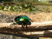 Thumbnail 351489 B