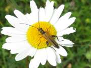 Thumbnail 351532 A
