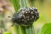 Thumbnail 351563 A