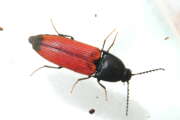 Thumbnail 351576 A