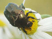Thumbnail 351651 B