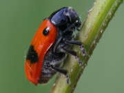 Thumbnail 351707 A