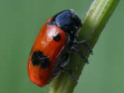 Thumbnail 351707 B