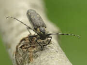 Thumbnail 351738 A