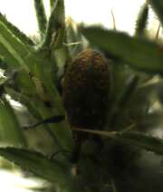 Thumbnail 351853 C