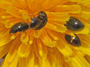 Thumbnail 351928 A