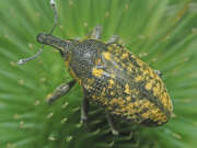 Thumbnail 351931 A