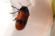 Thumbnail 351958 A