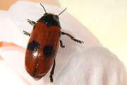 Thumbnail 351958 B