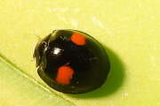 Thumbnail 351966 C