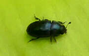 Thumbnail 352025 A