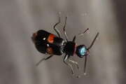 Thumbnail 352044 B
