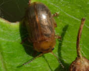 Thumbnail 352076 A