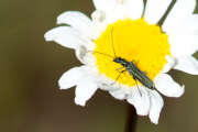 Thumbnail 352087 B