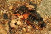 Thumbnail 352117 A