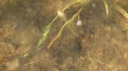 Thumbnail 352275 B